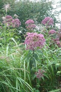 Eutrochium purpureum 'Gateway'