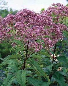 Eutrochium purpureum 'Little Red'