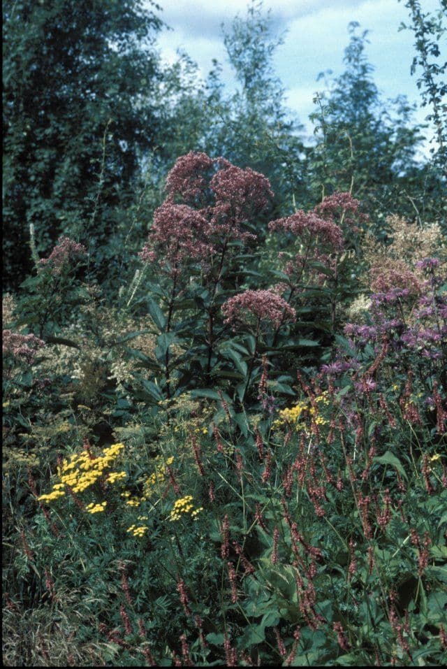 Eutrochium purpureum maculatum 'Atropurpureum'